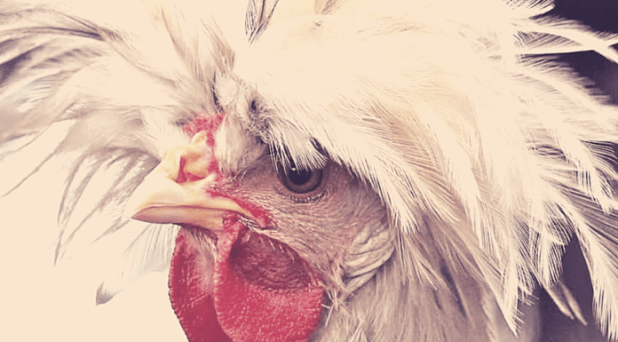 Η εκδίκηση της κότας