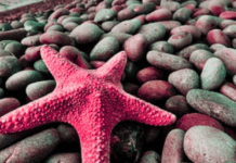 Όλοι μας θέλουμε να ζήσουμε μια ευτυχισμένη ζωή