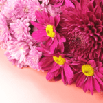 chrysanthemum