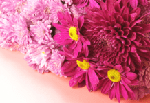 8 Νοεμβρίου, Χρυσάνθεμα και Τούρτα Σοκολάτα