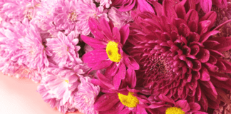 8 Νοεμβρίου, Χρυσάνθεμα και Τούρτα Σοκολάτα