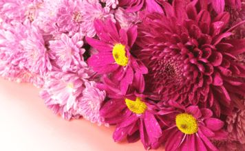 8 Νοεμβρίου, Χρυσάνθεμα και Τούρτα Σοκολάτα