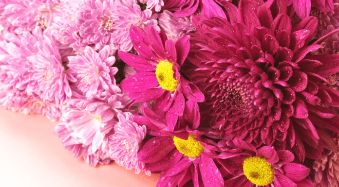 8 Νοεμβρίου, Χρυσάνθεμα και Τούρτα Σοκολάτα