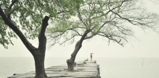 Φύγε και πέτα σαν πουλί